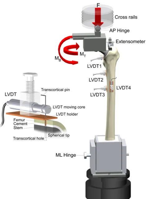 Fig. 1 – In  vitro setup with represented position of the transducers: LVDT1 (proximal, medial), LVDT2  (mid  stem,  medial)  and  LVDT3  (stem  tip,  medial)  are  recording  stem-cement  interface micromotions in the direction of rotation