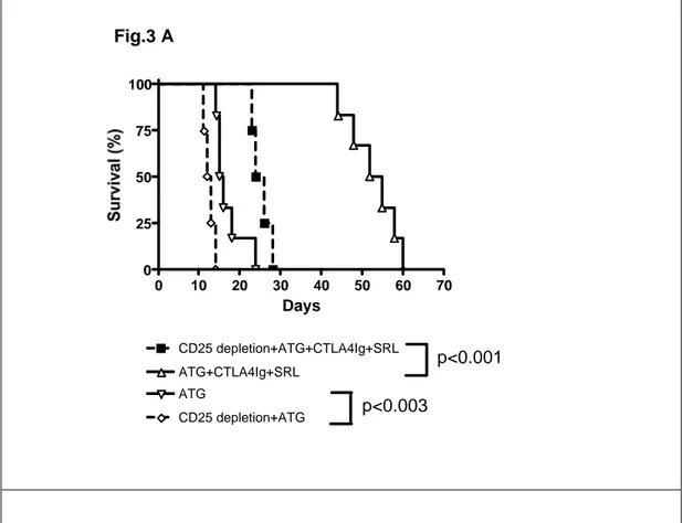 Figure 3: Prolonged allograft survival with mATG alone or in  combination with CTLA4Ig and/or SRL is dependent on CD25 +  T cells 