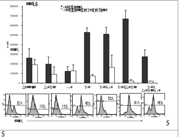 Figure 4B. Bar graphs depicting absolute numbers of Thy1.2 + FoxpGFP +  or  Thy1.2 + Foxp3GFP -  populations 7 days after transplantation, in both lymph  nodes and spleen from recipients adoptively transferred with  Thy1.2 + Foxp3GFP -  cells and treated w