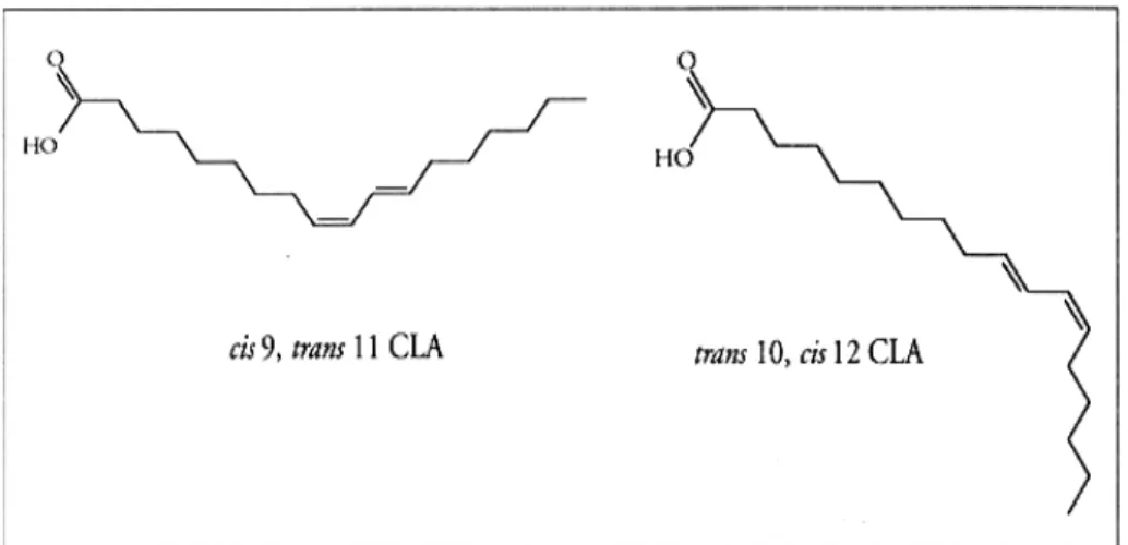 Figura 8. Isomeri del CLA più comuni nei prodotti di origine animale. 