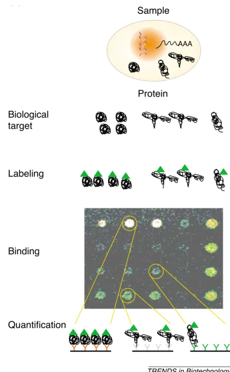 Figure 1.10. Protein Microarray. Binding of diﬀerent proteins can be detected with a microarray-based assay