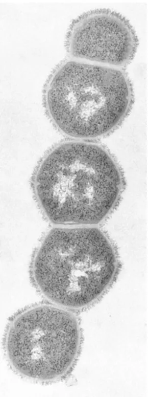 Figure 1.1. Electron micrograph of an ultra-thin  section of a chain of group A streptococci (20,000X)