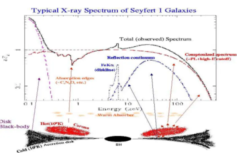 Figure 1.3: Schematic representation of the X-ray spectrum observed in type I Seyfert galaxies (Courtesy of M