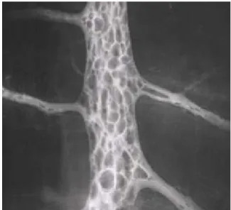 Fig  1.  Myenteric  ganglion  stained  woth  the  voltage  sensitive  dye  Di-8-ANEPPS