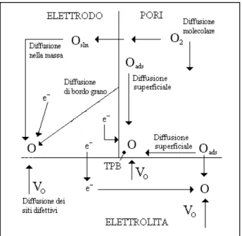Figura 7. Diagramma schematico dei possibili stadi per la riduzione  dell’ossigeno all’interfaccia elettrodo-elettrolita [5]