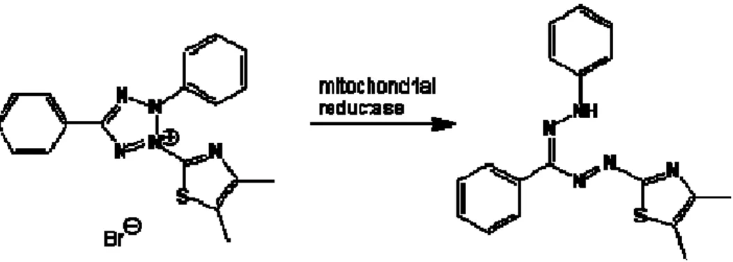 Fig. 2.26:  Riduzione enzimatica del sale di tetrazolio (giallo) a formazano (viola). 