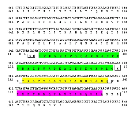 Fig.  3  Sequenza  nucleotidica  del  cDNA  di  ratto  codificante  per  la  pronocicettina  e  sequenza  aminoacidica  del  precursore  stesso