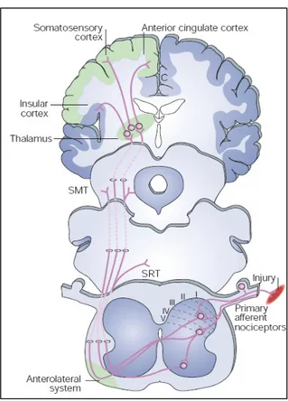Fig. 5 Rappresentazione schematica della via ascendente di trasmissione degli impulsi nocicettivi