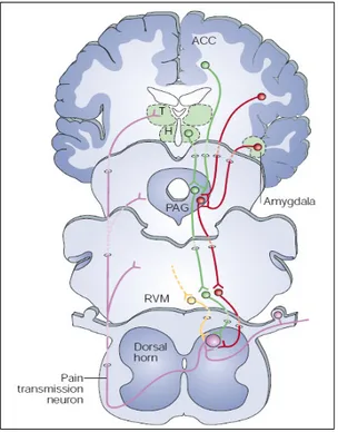 Fig.  6  Rappresentazione  schematica  della  via  del  sistema  di  controllo  discendente  degli  impulsi  nocicettivi