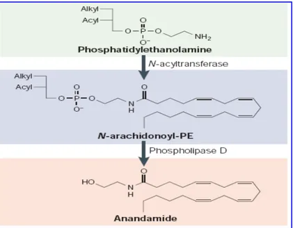 Fig. 12 Meccanismo di sintesi dell’anandamide nei neuroni. 