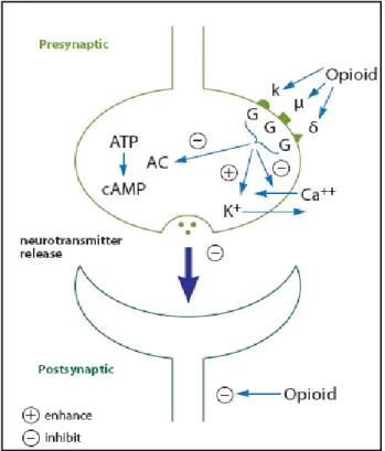 Fig. 17 meccanismo d’azione degli oppioidi 