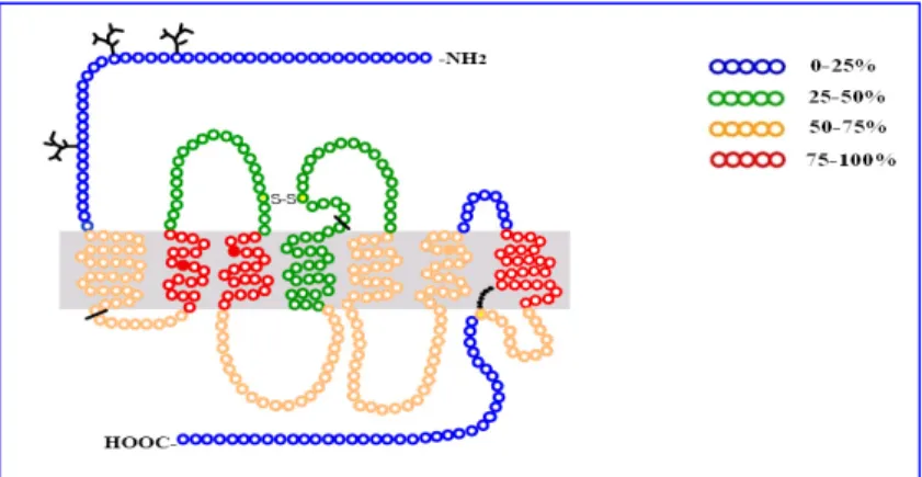 Fig. 1 Rappresentazione grafica dell’omologia di sequenza del recettore NOP con quella dei recettori  oppioidi  µ ,,  δ  e k