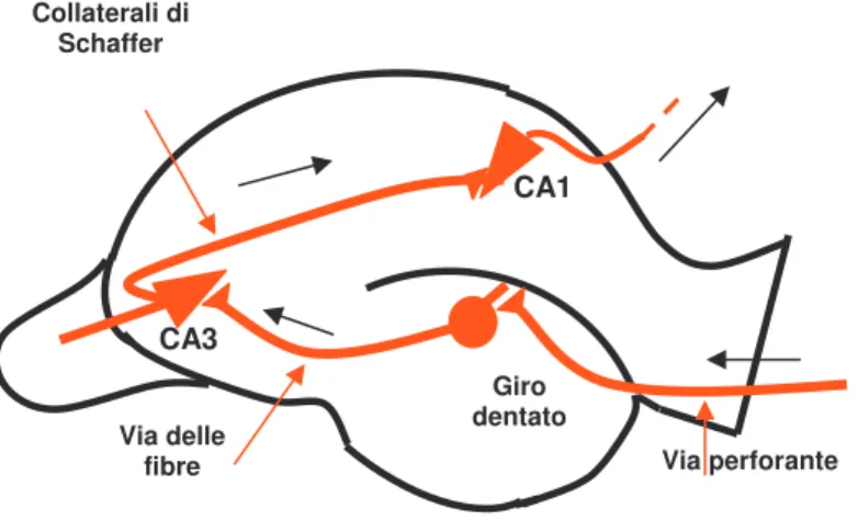 Figura 3: le vie della trasmissione nell’ippocampo 