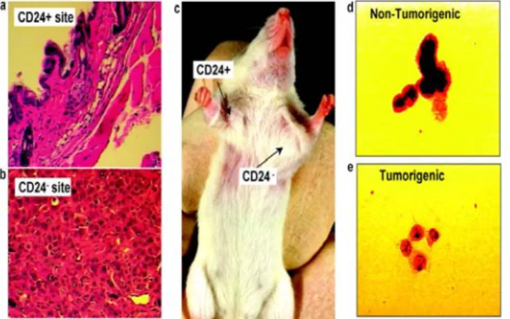Figure 3: This picture shows that the tumorigenic potential of breast cancer cells in nude mice is restricted to CD24low  breast cancer cells (picture taken from Al-Hajj et al., 2003 PNAS)