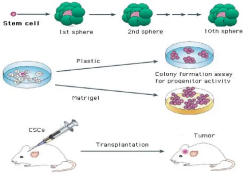 Figure 4: Stem/progenitor cells can be isolated from fresh breast tissue and grown in vitro in non adherent cellular  condition as multicellular spheroids (mammaspheres) which can differentiate when plated in plastic or matrigel coated  wells and promote b