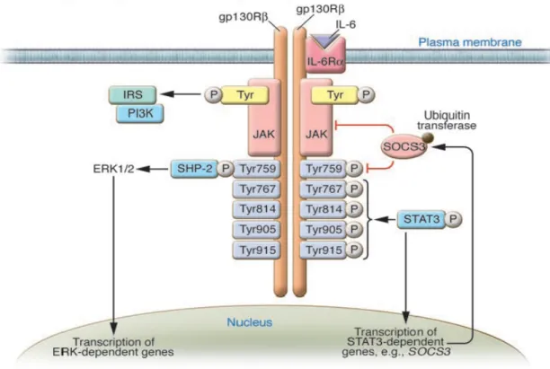 Figure 6: The IL6/Stat3 signaling