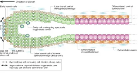 Figure 1: A schematic picture  showing the architecture of a mammary gland duct. The figure depicts the different position, within the duct, of stem  cells, transit cells and differentiated epithelial cells (image taken from Nat Rev Cancer 3:832, 2004).