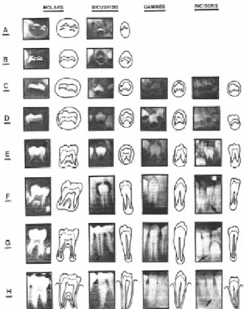 Fig 1: Stadi di maturazione degli elementi dentali. 