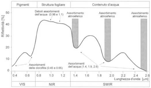 Fig. 1.4 – Tipico andamento della riflettività relativa alla vegetazione con principali fenomeni di assorbimento nella  regione SWIR dello spettro elettromagnetico 