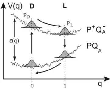 Fig. 1.4  Schematic depiction of the rugged energy surfaces in the neutral (PQ A ) and charge-separated  (P + Q A - ) states of RCs
