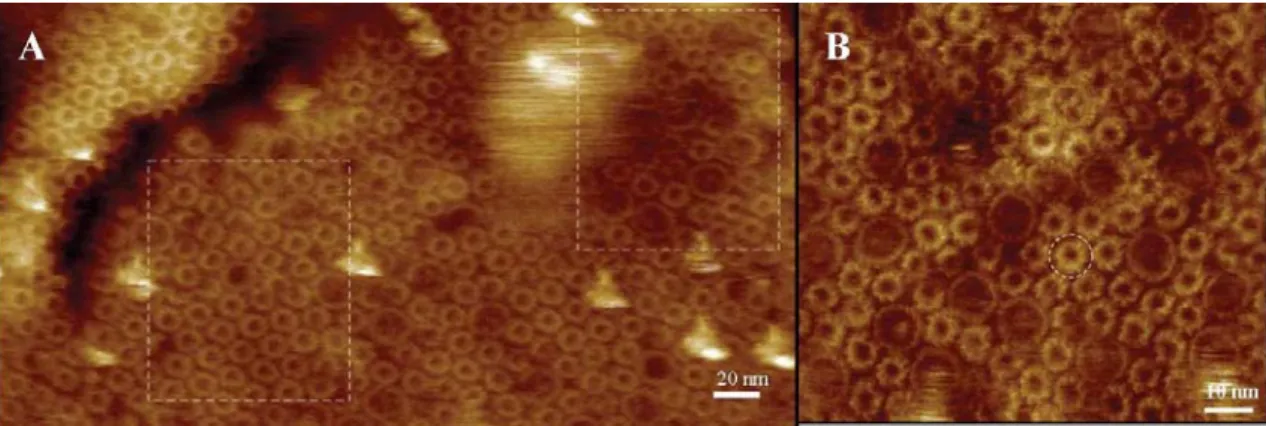 Fig. 1.9  AFM images from low- (A) and  high-light (B) adapted photosynthetic membranes of Rsp