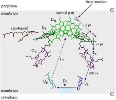 Figura 1.3: Schema temporale delle reazioni di traferimento elettronico che avvengono nel centro di reazione fotosintetico batterico.