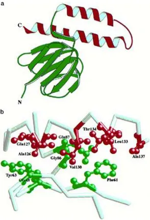 Figura 1.8: Immagine della subunit` a  di E.coli risolta con spettroscopia NMR (a). (b) Interfaccia tra l’N-terminale del dominio β-barrel ed il C-terminale della α-elica