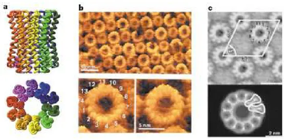 Figura 1.10: Monomeri di c nell’anello di F 0 . (a) 10 copie nel lievito (40). (b) 14 nei cloroplasti (36)