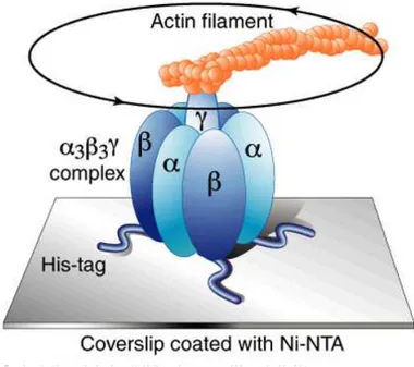 Figura 1.12: Rappresentazione schematica dell’assetto sperimentale ideato da Kinosita e collaboratori per dimostrare la rotazione della subunit`a γ (31).