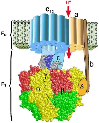 Figura 1.13: Rappresentazione schematica dell’assetto sperimentale ideato da Kinosita e collaboratori per dimostrare la rotazione della subunit` a γ ??.