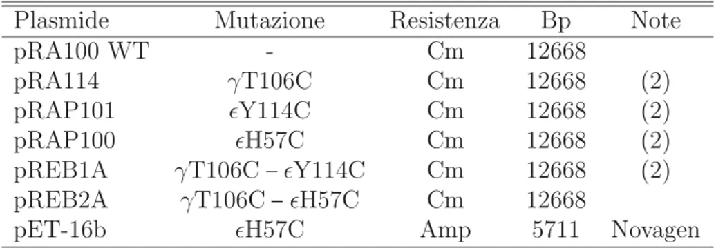 Tabella 2.4: Plasmidi utilizzati per i ceppi di E. coli impiegati in misure di FRET.