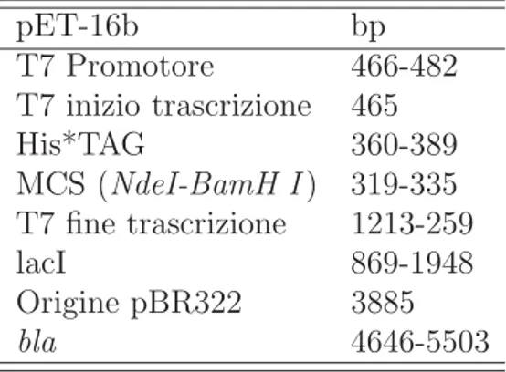 Tabella 2.5: Caratteristiche del plasmide pET-16b (5711 bp) utilizzato per a sintesi della subunit` a H57C.