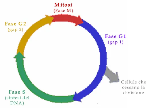 Figura 10: rappresentazione grafica delle principali fasi del ciclo cellulare. 