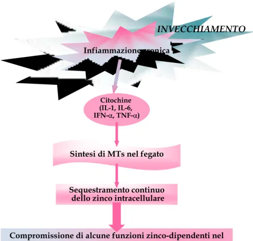 Figura  16:  le  metallotioneine  nella  teoria  della  pleiotropia  antagonista  dell‟invecchiamento