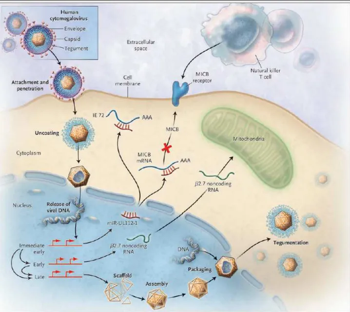 Fig. 2  Meccanismi di interazione con le cellule infettate. 