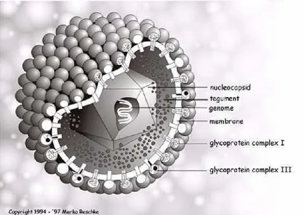 Fig. 1 Struttura tridimensionale del Cytomegalovirus umano 