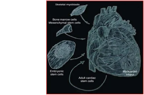 Figure 1. Stem cells as applied for  the treatment  of myocardial  infarcts.  The main purpose of stem cell therapies for  the  treatment of myocardial infarcts is the prevention and or regeneration of dying muscle