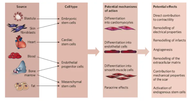 Figure 4.   Different cell types and mechanisms proposed for cardiac stem cell therapy (Figure  from Vincent F
