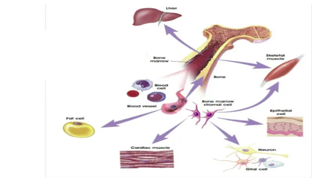 Figure 6.  Bone marrow stem stell are multipotent stem cells.