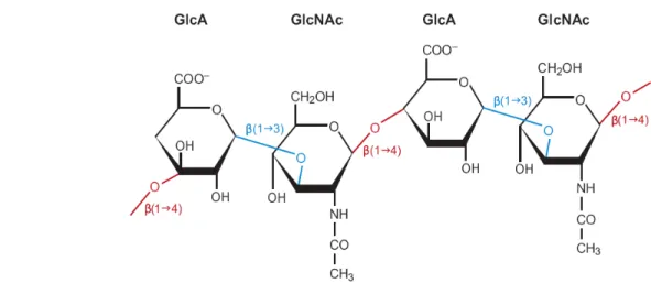 Figure 8. Structure of hyaluronan. Hyaluronan iscomposed of repeating units of d-glucuronic acid- β(1→3)-N-acetyld- β(1→3)-N-acetylglucosamine