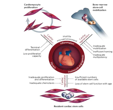 Figure 10.   Mechanism of, and potential barrier to, cardiac regeneration  (Figure  from Vincent F