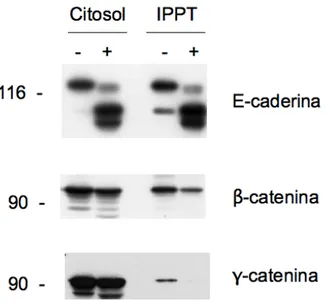 Figura   9.  Effetto   del   trattamento   prolungato   con   YTX   sui   livelli   di catenine totali ed associate alla E-caderina