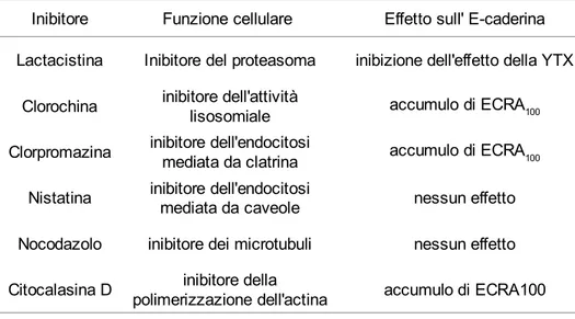Tabella   3.  Effetti   di   diversi   inibitori   delle   vie   di   degradazione   e internalizzazione della E-caderina sull'accumulo di ECRA 100 .