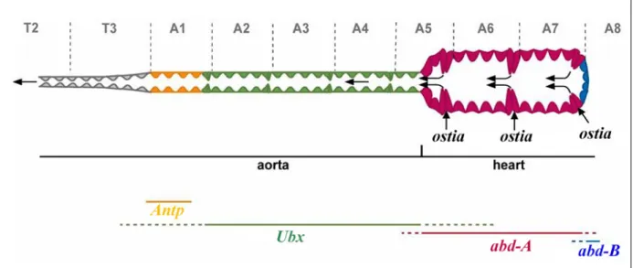 Figure 5 (from Ponzielli et al., 2002). Rostral-caudal polarity in the Drosophila cardiac tube