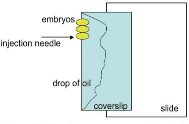 Figure  8.  Diagram  of  embryos  to  be  injected.  The  posterior  part  of  the  embryo,  where  the  needle is introduced is towards the anterior part of the slide