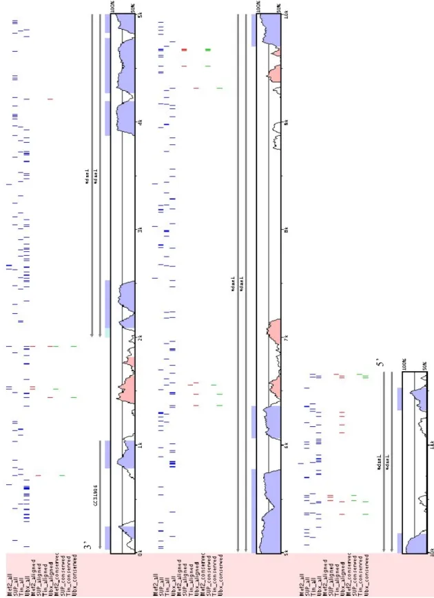 Figure  12.  Output  of  rVISTA  when  Ndae1  sequence  is  scored  for  TIN,  SVP,  UBX  and  MEF2 BSs