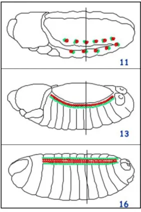 Figure  4  (from  Campos-Ortega  &amp;  Hartenstein,  1997).  Embryonic  heart  development