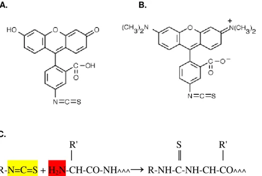 Figura  5  Strutture  chimiche  delle  sonde  fluorescenti  utilizzate  e  schema  di  reazione  con  i  gruppi  amminici  interni  e  terminali  della  proteina