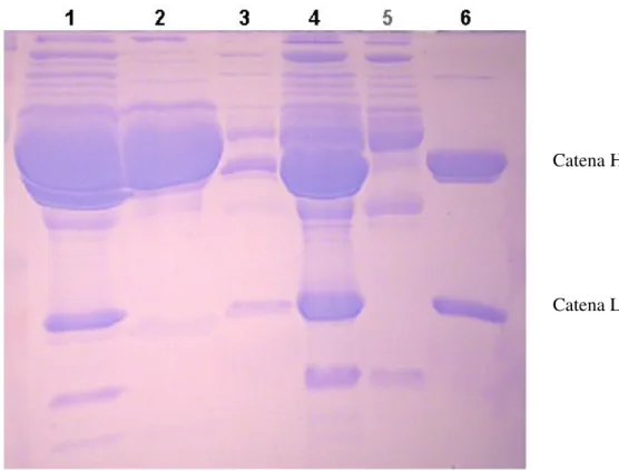 Figura  10  Gel  elettroforesi  SDS-PAGE  al  15%  di  acrilamide  riassuntivo  dei  passaggi  di  purificazione  dell’anticorpo  monoclonale  a  partire  da  siero  di  pazienti  affetti  da  MM