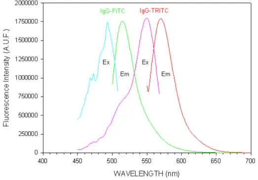 Figura 12  Rappresentazione degli spettri di assorbimento dei derivati fluorescenti delle  IgG
